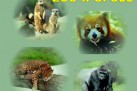 Plakat dotyczący wycieczki do ZOO w Opolu organizowanej przez Strzelecki Ośrodek Kultury w Strzelcach Opolskich.